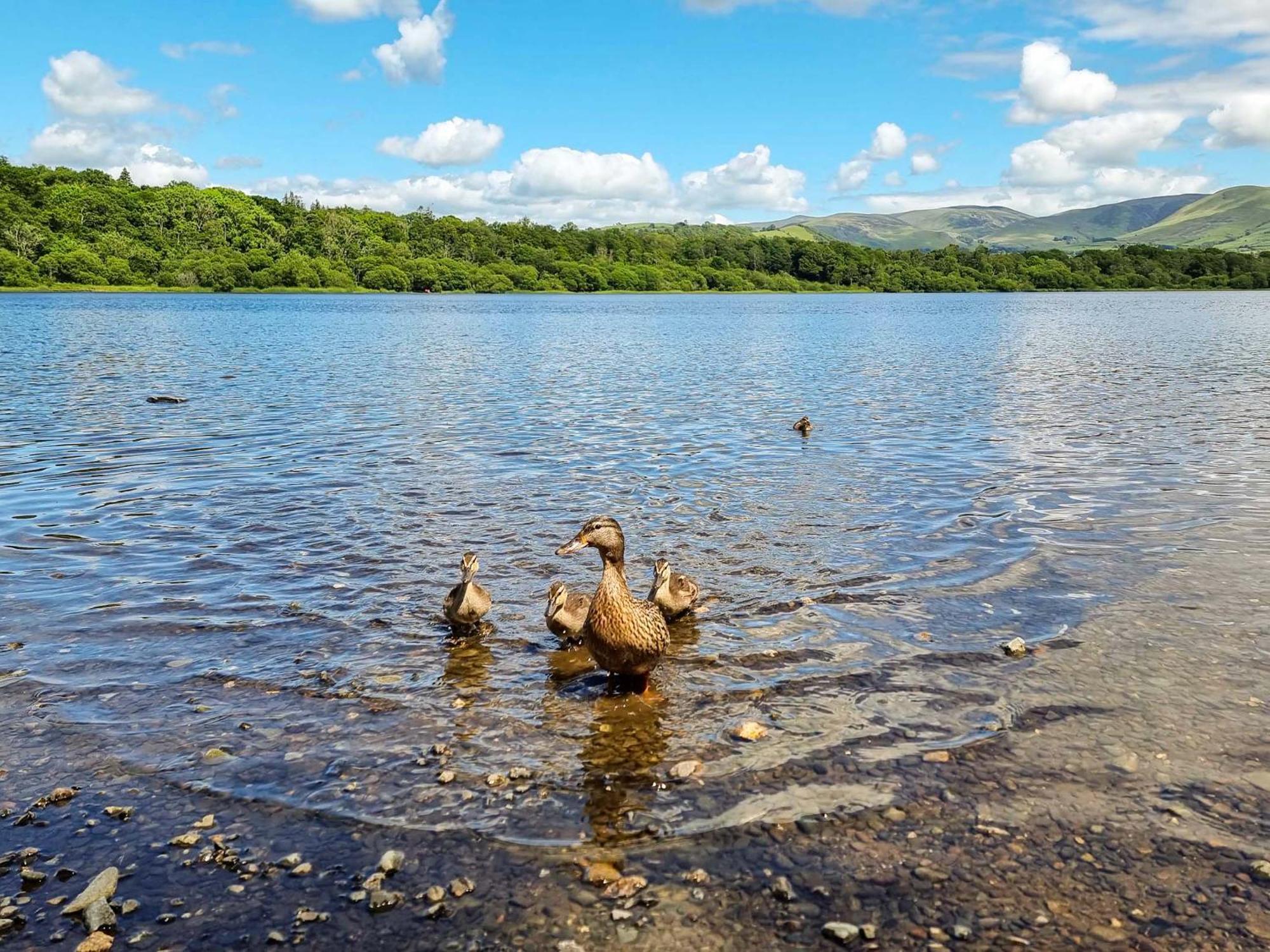 Osprey Cottage Bassenthwaite Buitenkant foto